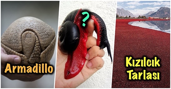 Bu Haftalık Bu Kadar İnternet Yeter: Şaşırma Kotanızı Ağzına Kadar Dolduracak 17 Yeni Görsel