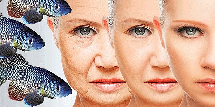 Bilim İnsanları Kremlere ve Doktorlara Para Dökmeden Genç Kalmanın Yolunu Açıkladı