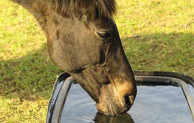 9. Atı zorla suya götürebilirsin ama asla ona zorla su içiremezsin.