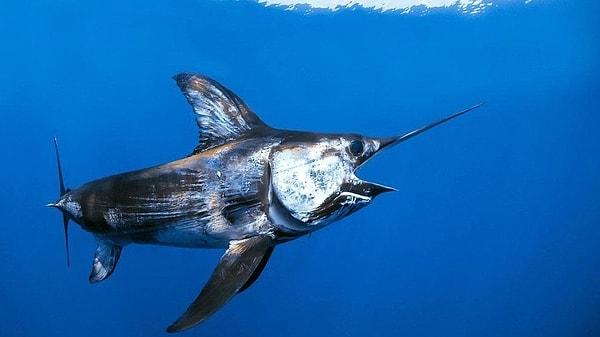 5. Bütün balıklarda parazitik solucanlar bulunabilir ancak kılıç balıkları solucanlar tarafından delik deşik edilebilir.