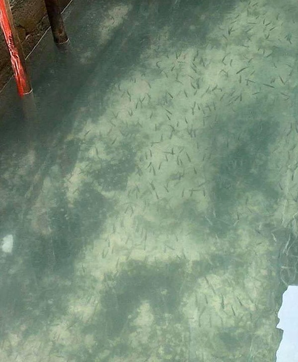 К примеру, как каналы в Венеции становятся кристально чистыми из- за сокращения трафика во время карантина.