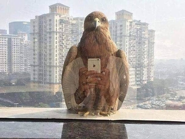 22. "Kendini çeken bir kartal."