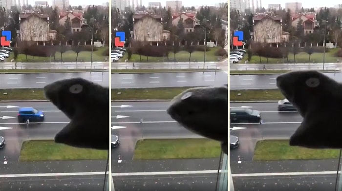 Koronavirüs Nedeniyle Evlerinden Çıkamayan İnsanların Dünyanın Dört Bir Yanından Kaydedilen Eğlenceli Görüntüleri