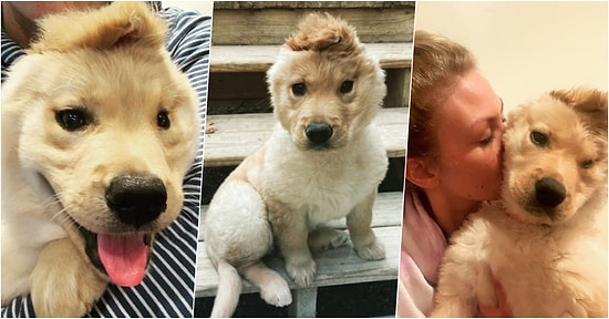 Tek Kulağının Verdiği ‘Unicorn’ Görüntüsüyle Gönüllerimizde Taht Kurarak Fenomen Olan Yavru Köpek: Rae