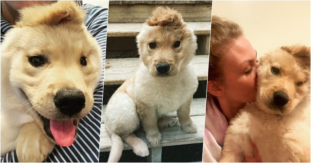 Tek Kulağının Verdiği ‘Unicorn’ Görüntüsüyle Gönüllerimizde Taht Kurarak Fenomen Olan Yavru Köpek: Rae