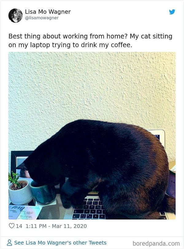 15. "Evden çalışmanın en iyi yanı mı? Kedimin dizüstü bilgisayarıma oturup kahvemden içmeye çalışması."