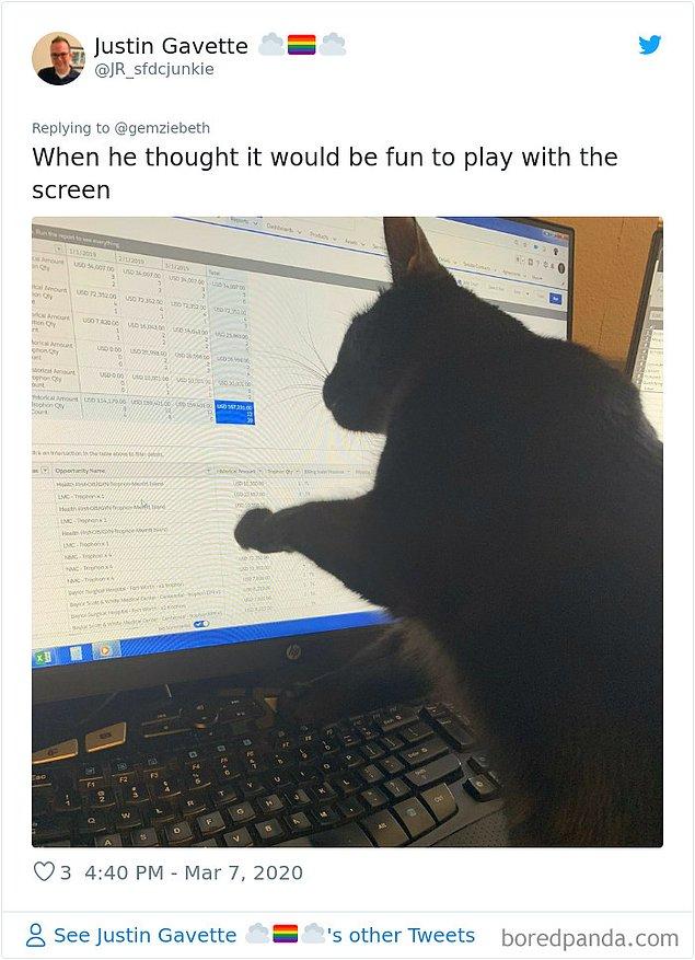 26. "Kedim ekranla oynamanın eğlenceli olduğunu düşünüyor."
