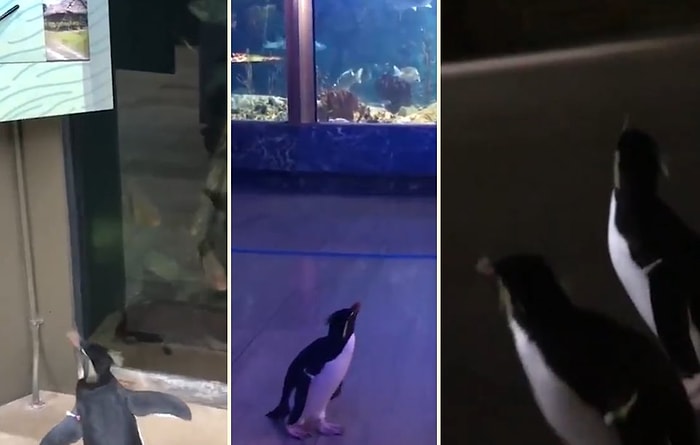 Koronavirüs Nedeniyle Ziyarete Kapatılan Akvaryumda Kontrollü Bir Şekilde Dolanan Penguenlerin Oluşturduğu Müthiş Görüntü