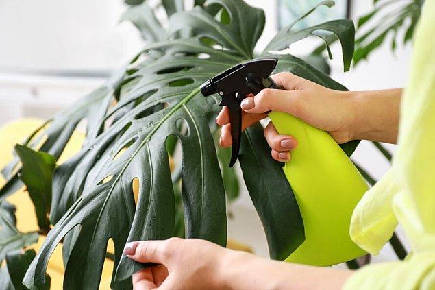 13. Evdeki bitkileri temizleyin.