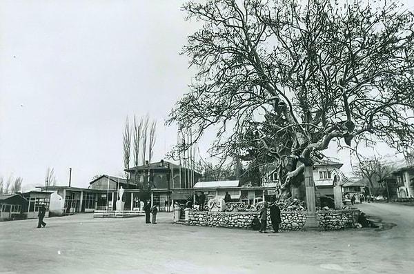 5. Ağlasun Cumhuriyet Meydanı ve 11 asırlık çınar ağacı, Burdur, 1960.