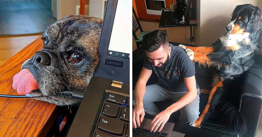 İnsanları Koronavirüs Salgını Sebebiyle Evden Çalışmaya Başlayınca Mutluluğa Doyamayan 40 Evcil Dost