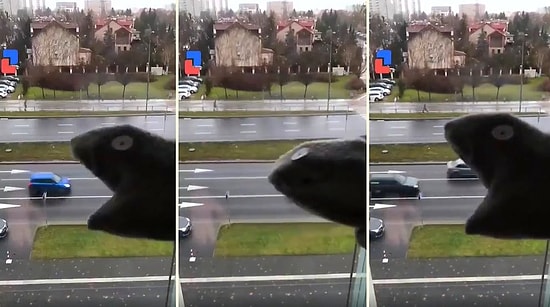 Забавные кадры, записанные со всего мира людьми, которые не могут покинуть свои дома из-за коронавируса