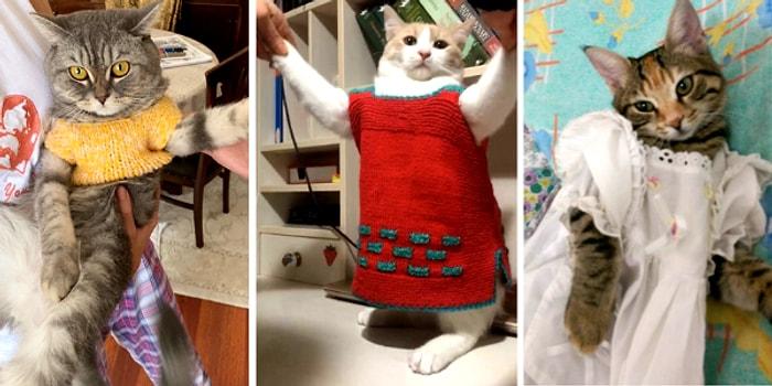 Bebeklik Kıyafetlerini Kedilerine Giydiren İnsanlardan Gelen Hepimizi Pamuk Gibi Yapacak Birbirinden Minnoş 13 Kare