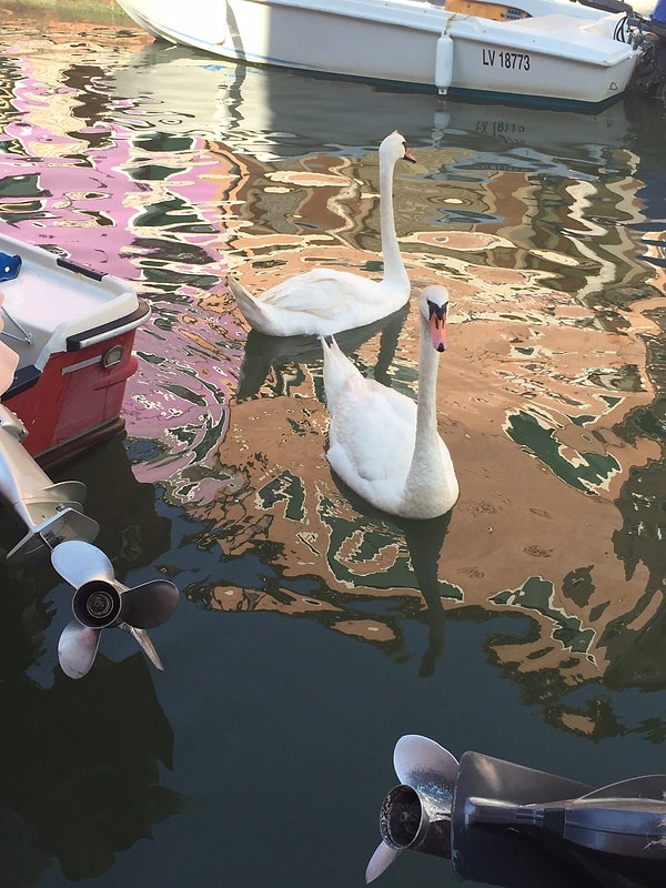 Когда люди засели в своих домах из-за вируса, мать-природа официально вернула то, что принадлежало ей.