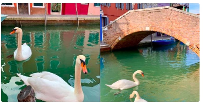 Плюсы коронавируса: каналы Венеции еще никогда не были такими чистыми