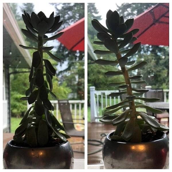 8. Комнатное растение до полива и примерно через час