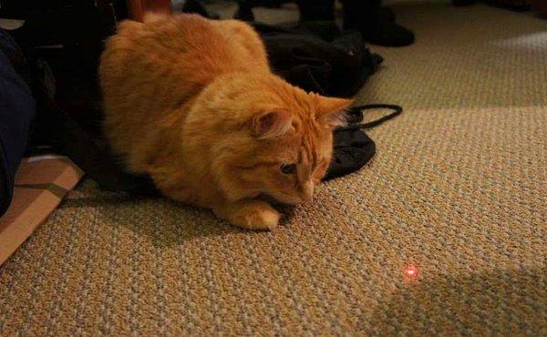 2. Kedilerinizle oynarken lazer ışığı kullanmayın. Kediler avcı hayvanlardır ve onlar için avlarını yakalayabilmek önemlidir. Lazer ışıkları yakalanamadığı için bu durum kedinizde ilgisizlik yaratabilir.