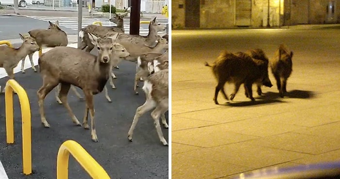 Вторжение животных в города, где объявлен карантин из-за коронавируса