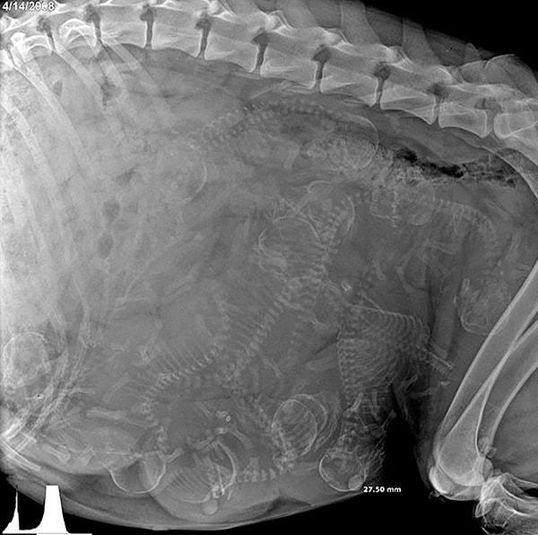10. Hamile bir köpeğin röntgen filmi: