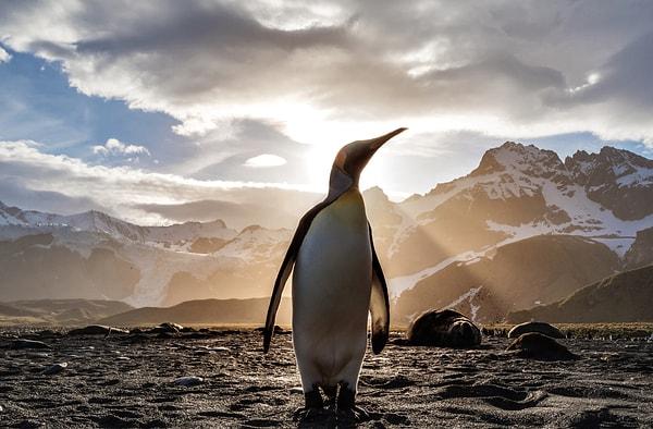18. Bundan 40 milyon yıl önce penguenler 180 cm ve 114 kilo ortalamasındalardı.