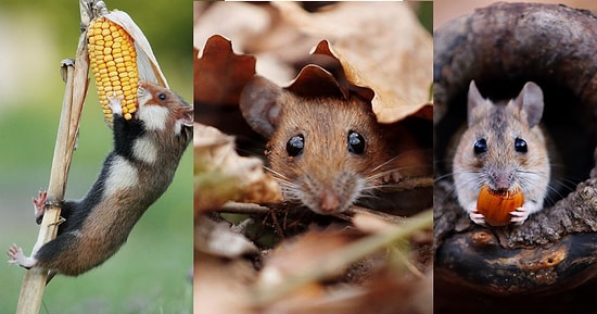 Avusturyalı Vahşi Yaşam Fotoğrafçısının Objektifinden Durgun Ama Bir O Kadar da Macera Dolu Kareler