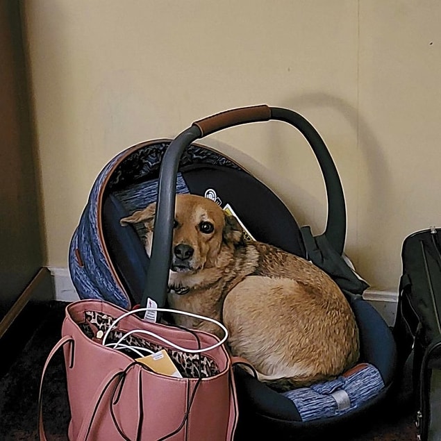 5. "Kocam, köpeğimiz, kedimiz ve bebeğimiz birlikte seyahat ediyorduk. Dinlenmek için bir otelde kaldık. Köpeğimizi bulamadık, uzun uzun aradıktan sonra kaşılaştığımız manzara."