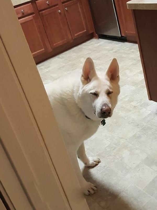 13. "Gece kalkıp mutfağa gittim. Buzdolabını açtıktan saniye sonra, köpeğim yanıma gelmişti. Daha gözleri bile açılmadan yemek istiyordu."