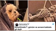 Karantina Altındayken Yaşadıkları Darlayıcı Süreci Birbirinden Eğlenceli Tweetlerle Paylaşan 19 Mizahşör