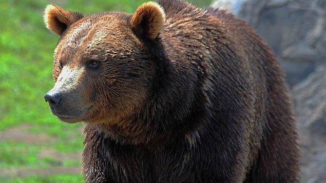 15. Çoğu vahşi yaşam biyologu, ayıların Kuzey Amerika'daki en zeki kara hayvanlarından biri olduğu konusunda hem fikirdir.