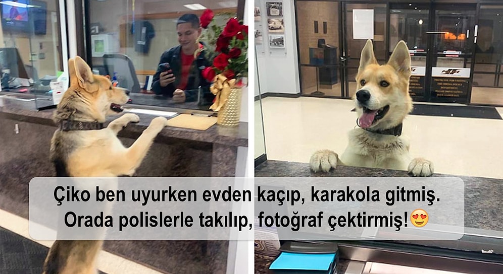 Normalde Uslu Duran Köpeklerin Yaramazlığa Karşı Koyamayıp Komik Anlar Ortaya Çıkardığı 18 Kare