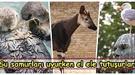 Hayvanlar Hakkında İşin Uzmanı Zoologları Bile Şaşırtan 15 Ufuk Açıcı Gerçek
