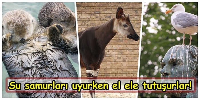 Hayvanlar Hakkında İşin Uzmanı Zoologları Bile Şaşırtan 15 Ufuk Açıcı Gerçek