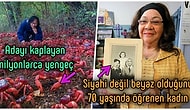 Acayip Bilgiler Kuşağı: Sosyal İzolasyonda Çektiğiniz Can Sıkıntısını Anında Yok Edecek 15 İlginç Bilgi