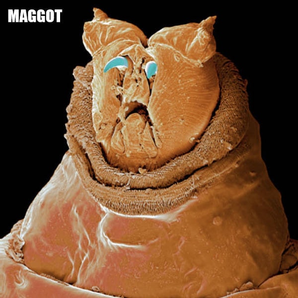 7. Дождевой червь