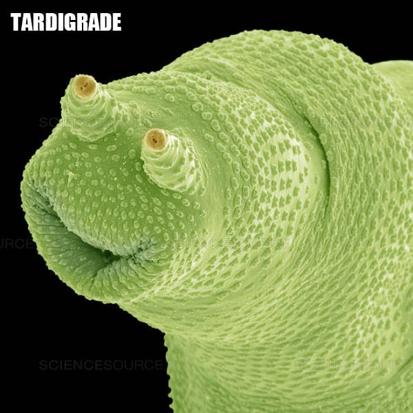 8. Тихоходка