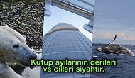 Öğrendikten Sonra Sizi İlber Ortaylı'ya Dönüştürecek Hepsi Birbirinden Enteresan 20 Gerçek