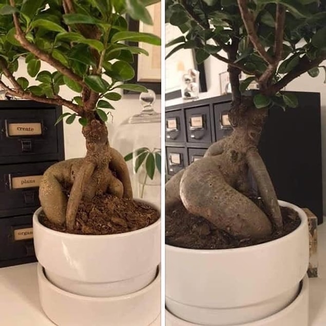 6. Ve bir başka bonsai ağacı: