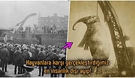 Kendisine Zarar Veren Bakıcıyı Ezdiği İçin Asılarak İdam Edilen Bir Fil: Yüce Mary