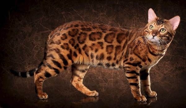 3. Бенгальский – $5000