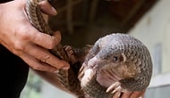 Çin'in El Koyduğu Pangolinlerde Kovid-19’a Benzer Koronavirüsler Bulundu