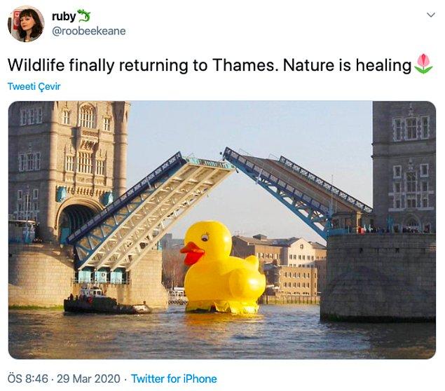 11. "Vahşi hayvanlar Thames Nehri'ne geri dönüyorlar. Doğa iyileşiyor."
