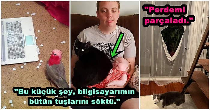 Yaptıkları Yaramazlıklarla Ortalığı Savaş Alanına Çeviren Birbirinden Minnoş 19 Evcil Dostumuz