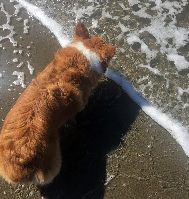 2. "Köpeğimin boynundaki beyaz çizgi, dalga çizgisi ile birebir uydu."