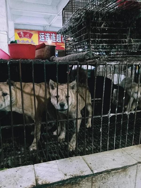 Ülkenin güneyindeki Dongguan kentinde bulunan Daily Mail muhabiri, pazarlardaki hayvan satışlarının eskisi gibi tekrar faaliyete geçtiğini, fakat yetkililerin artık tezgahların görüntülerinin çekilmesine izin vermediğini ifade etti. 👇