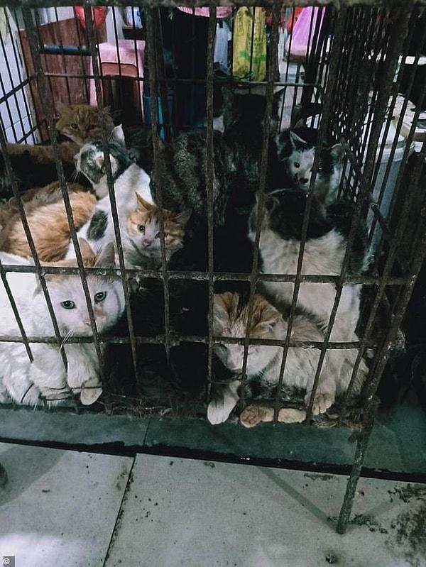 Ülkenin güneyindeki Dongguan kentinde bulunan Daily Mail muhabiri, pazarlardaki hayvan satışlarının eskisi gibi tekrar faaliyete geçtiğini, fakat yetkililerin artık tezgahların görüntülerinin çekilmesine izin vermediğini ifade etti. 👇