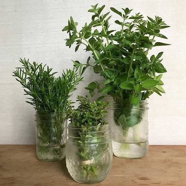 5. Свежие травы