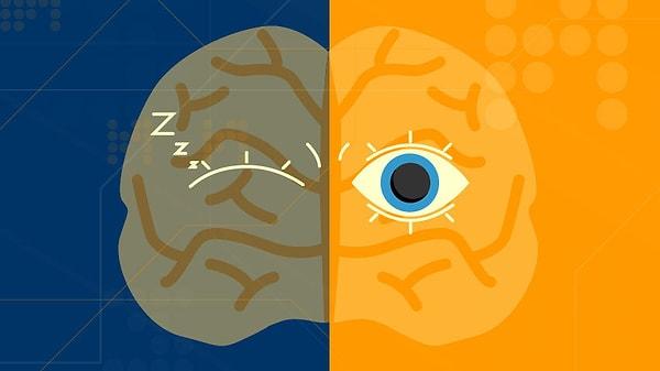 8. İnsan beyni daha önce görmediği bir yerde uyurken yarı uyanık haldedir.
