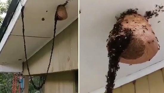 Arı Kovanına Ulaşmak İçin El Birliğiyle Köprü Oluşturan Karıncaların Müthiş Görüntüsü