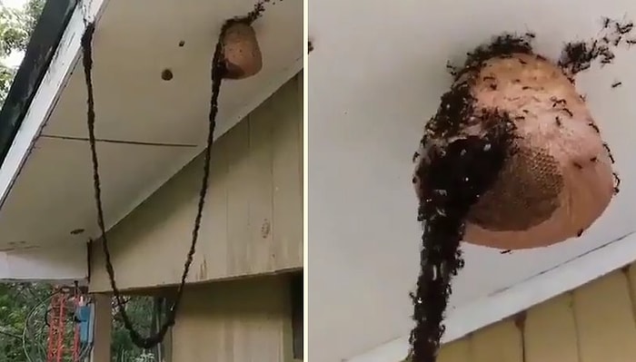 Arı Kovanına Ulaşmak İçin El Birliğiyle Köprü Oluşturan Karıncaların Müthiş Görüntüsü