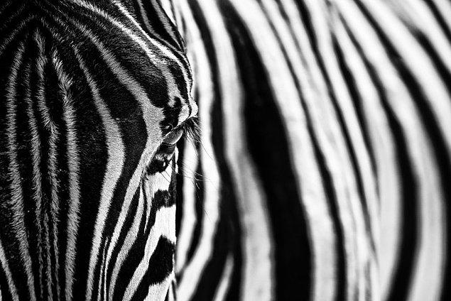 18. 'Zebra':